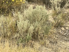 Artemisia tridentata