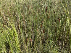 Typha laxmannii