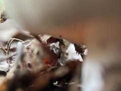 Russula parvovirescens