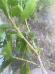 Baccharis pilularis