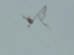 Peronospora belbahrii