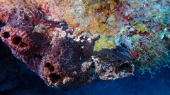 Smenospongia conulosa