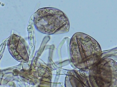 Peronospora belbahrii