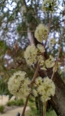 Eucalyptus elata
