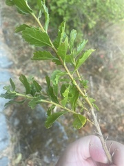 Baccharis pilularis