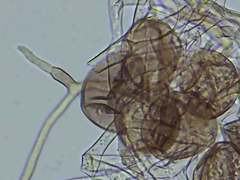 Peronospora belbahrii