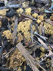 Ramaria rasilispora