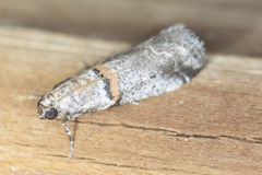 Acrobasis comptella