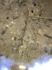 Dicamptodon tenebrosus