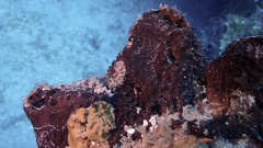 Smenospongia conulosa