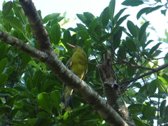 Oriolus flavocinctus