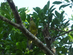 Oriolus flavocinctus