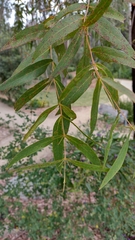Eucalyptus elata