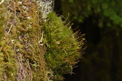 Dicranum fuscescens