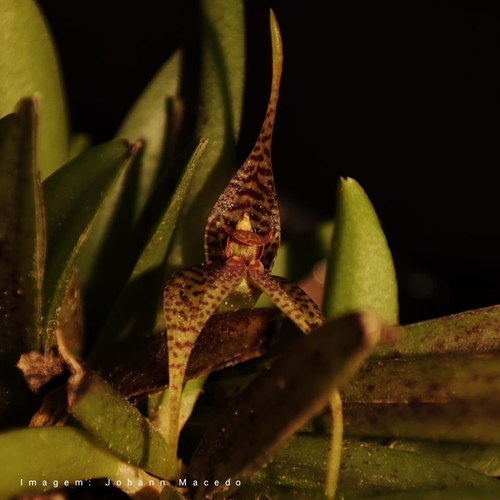 Dryadella zebrina