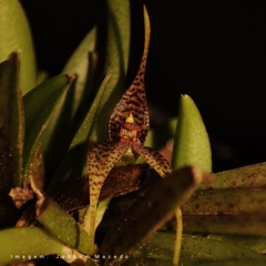 Dryadella zebrina