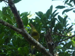 Oriolus flavocinctus