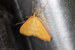 Pyraustini