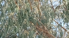 Eucalyptus elata