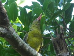 Oriolus flavocinctus