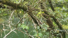 Dendrobium tetragonum cacatua