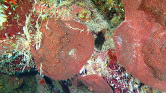 Petrosia pellasarca