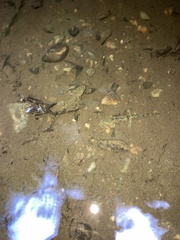 Dicamptodon tenebrosus