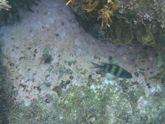 Abudefduf vaigiensis