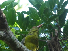 Oriolus flavocinctus