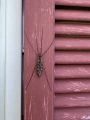 Tipula