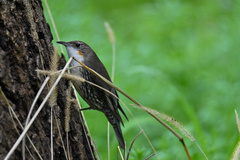 Cormobates leucophaea