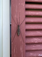 Tipula