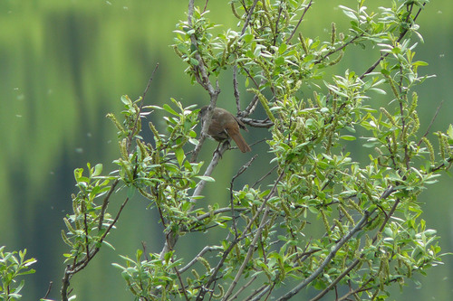 Sooty Fox-sparrow