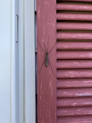Tipula