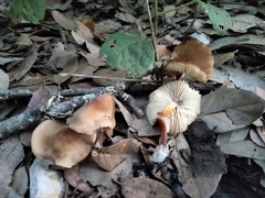 Pluteus