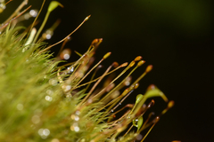 Dicranum fuscescens