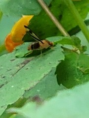 Toxonevra superba