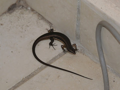 Trachylepis