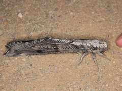Crambomorphus namibicus