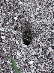 Stictia