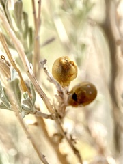 Rhopalomyia obovata