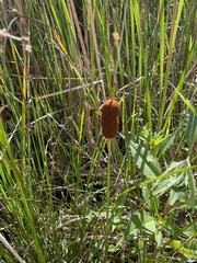 Typha laxmannii