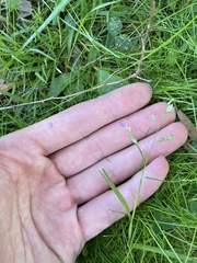 Poa