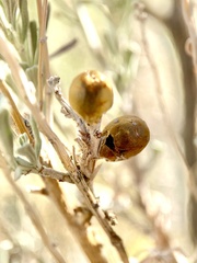 Rhopalomyia obovata