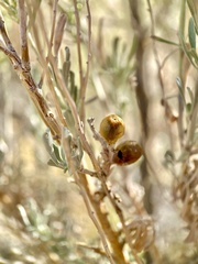 Rhopalomyia obovata