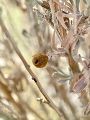 Rhopalomyia obovata