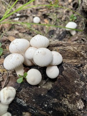 Lycoperdon perlatum image