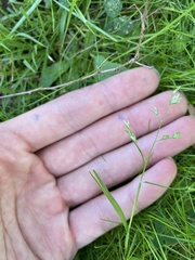 Poa