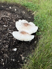 Lepiota clypeolaria