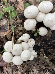 Lycoperdon perlatum image